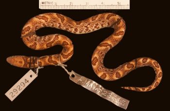 Media type: image;   Herpetology R-29294